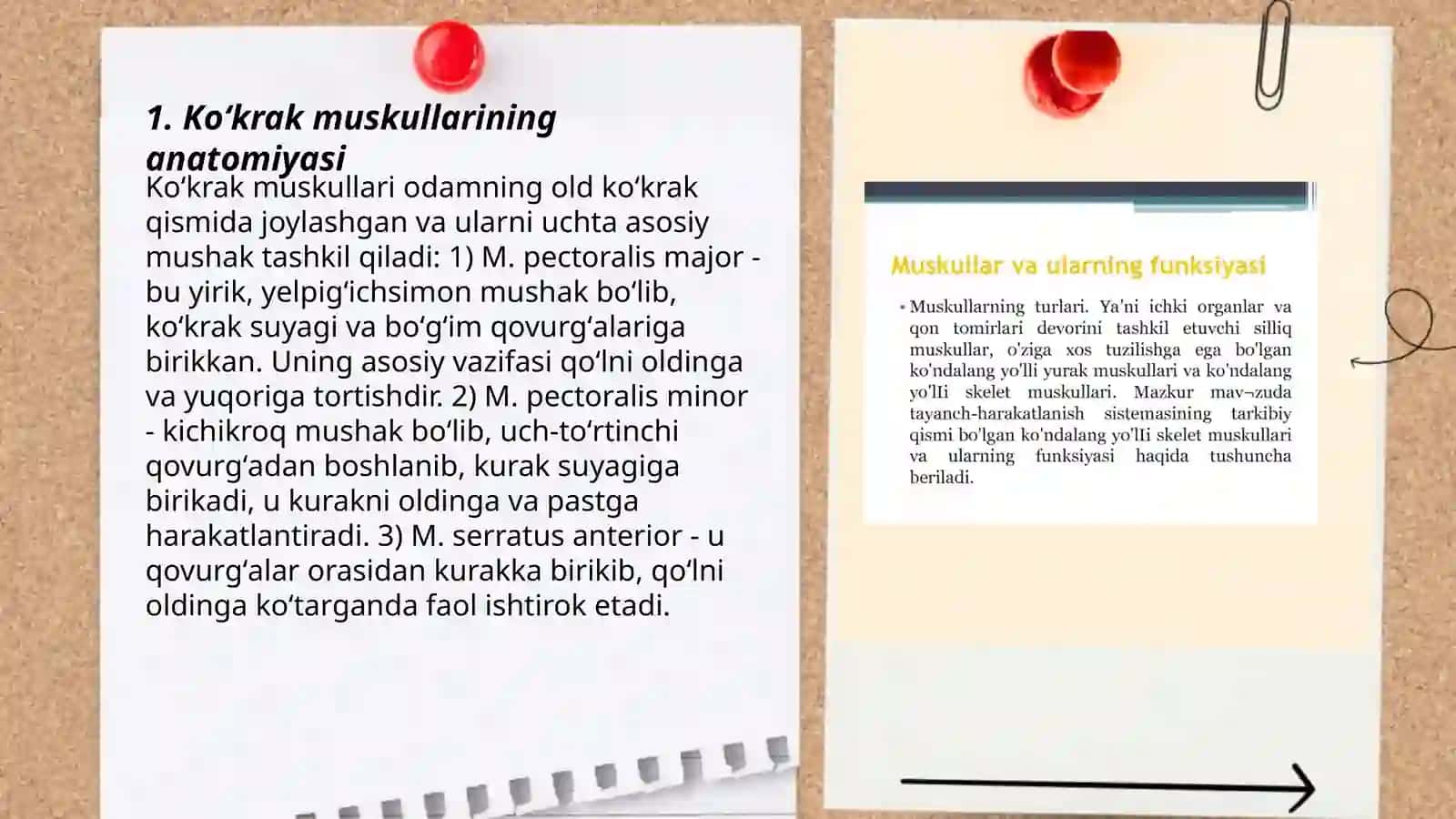Koʻkrak muskullari va ularning vazifasi 3