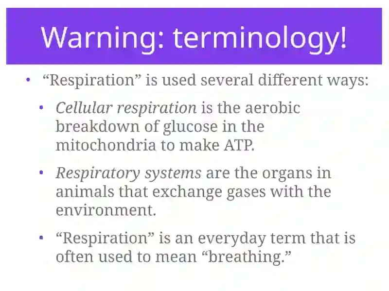 Respiratory System 3