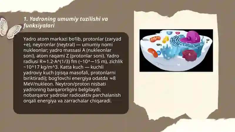 Yadro va yadrochaning tuzulishi 3