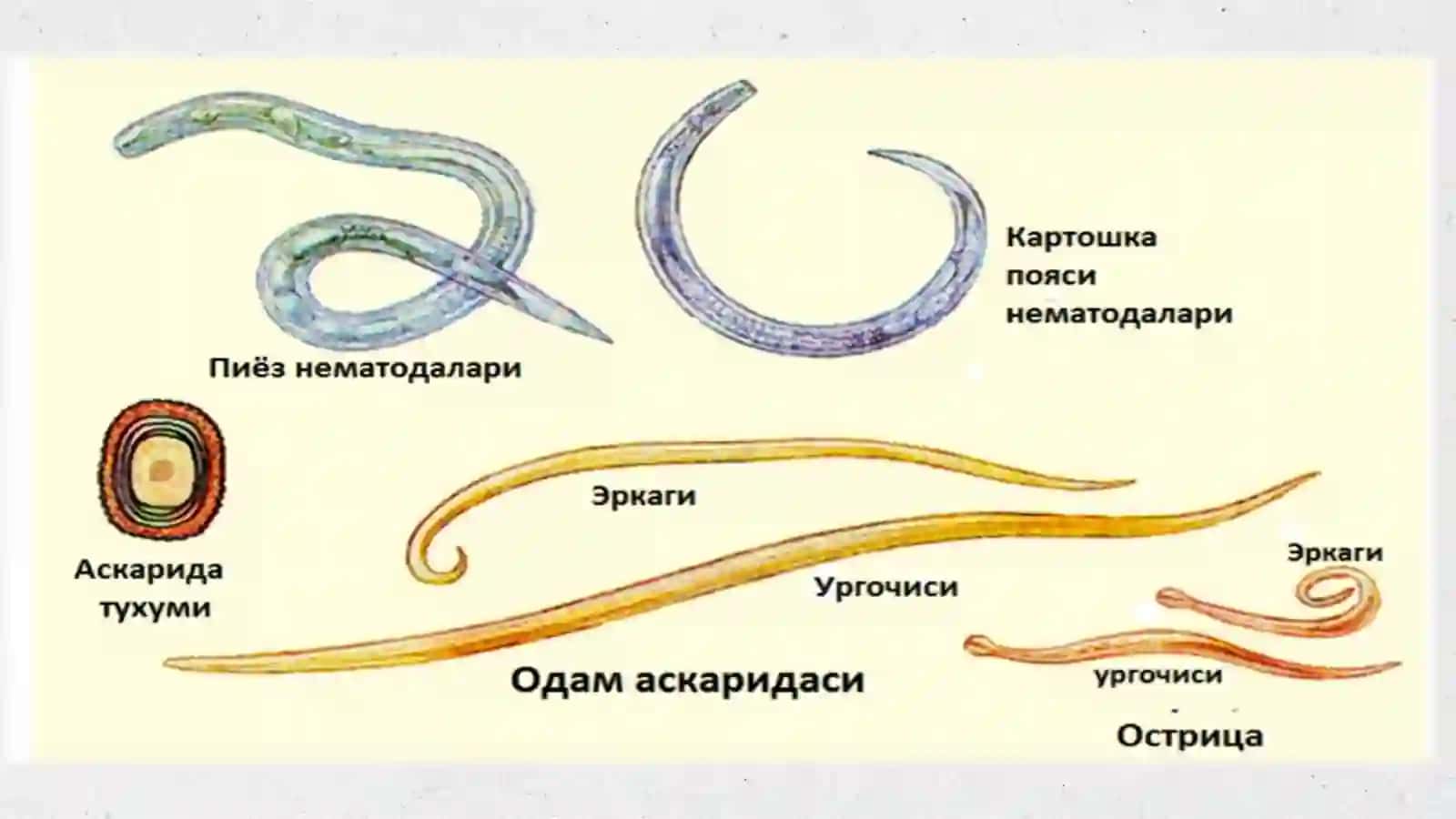 Yassi chuvalchanglar – odam parazitlari - so‘rg‘ichlilar jigar qurti, mushuk so‘rg‘ichi, lansetsimon so‘rg‘ich, o‘pka so‘rg‘ichi, shistosomalar (qon qurtlari). 3