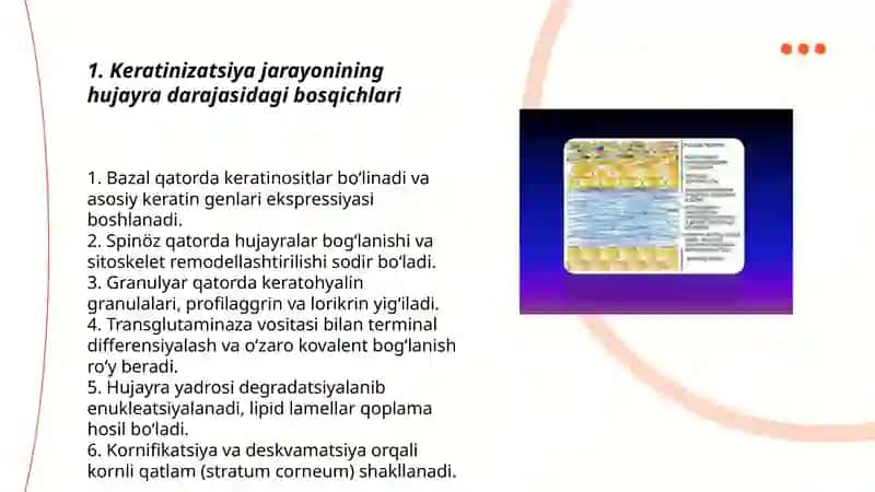 Keratinizatsiya jarayonlari haqida zamonaviy tasavvurlar 3
