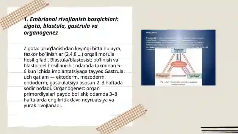 Postemrional va emrional rivojlanish.Teratogen omillar.Gerantologiya.Regenratsiya.Gomeostaz.Transplantatsiya 3