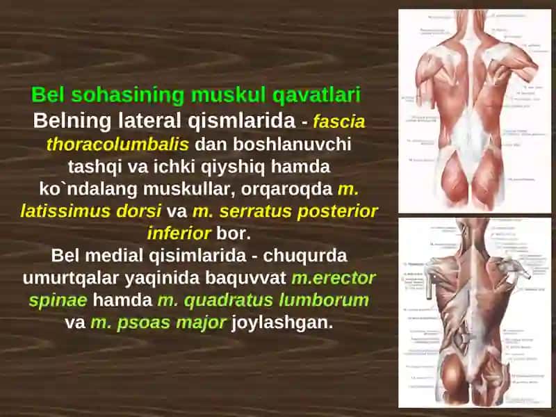 BELSOHASIV АQORIN PARDAORQABO`SHLIG`NING KLINIK ANATOMIYASI VA OPERATSIYALARI 3