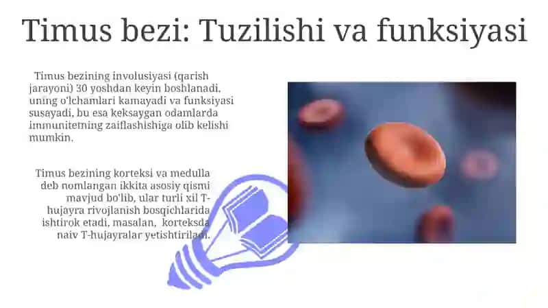 Qon Yaratuvchi va Immun A'zolari 3