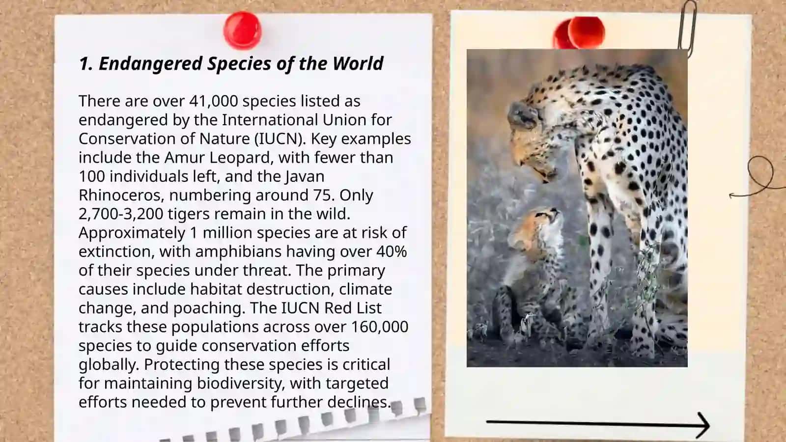 Amazing animals 3
