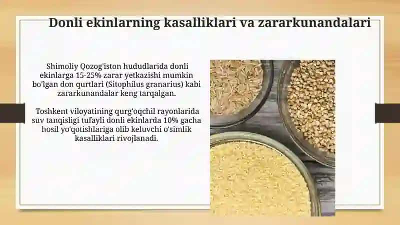 Donli ekinlarning kasalliklari va zararkunandalari 3