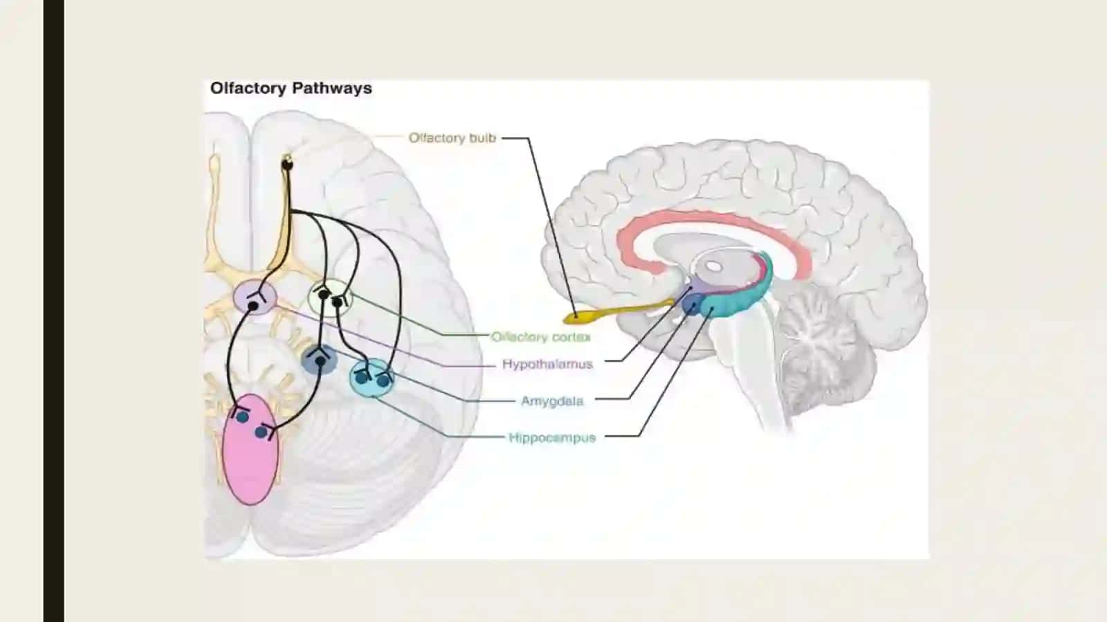 Analizatorlarfiziologiyasi 3