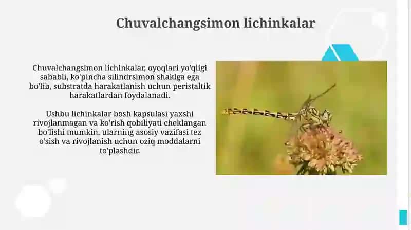 Hasharot lichinkalari turlari bilan tanishuv 3