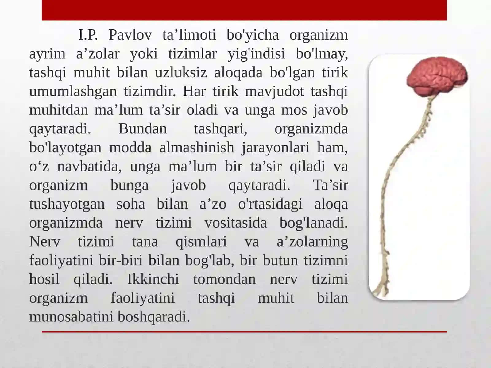 Nerv sistemasi tuzilishi to’g’risida umumiy ma’lumot 3