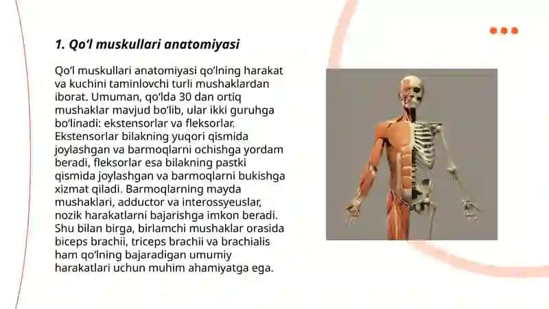 Qoʻl muskullari anatomiyasi 3