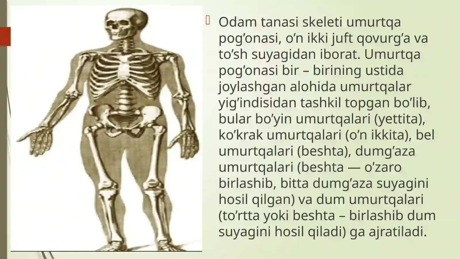 Tana skeleti va uning qismlari: umurtqa pog‘onasi, kо‘krak qafasi, qо‘l va oyoq suyaklari va qismlari 3