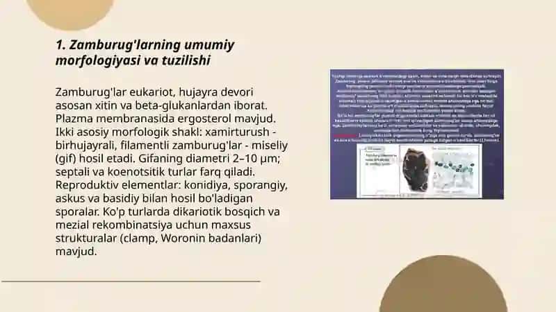 Zamburug’lar. Ularni o’rganish usullari. Zamburugli kasalliklar va ularning diagnostikasi 3