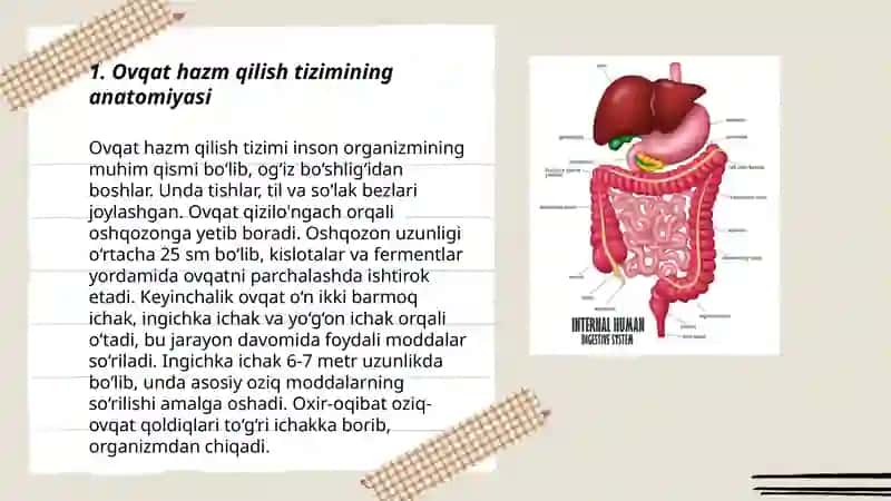 Odamning ovqat hazm qilish sistemasi 3