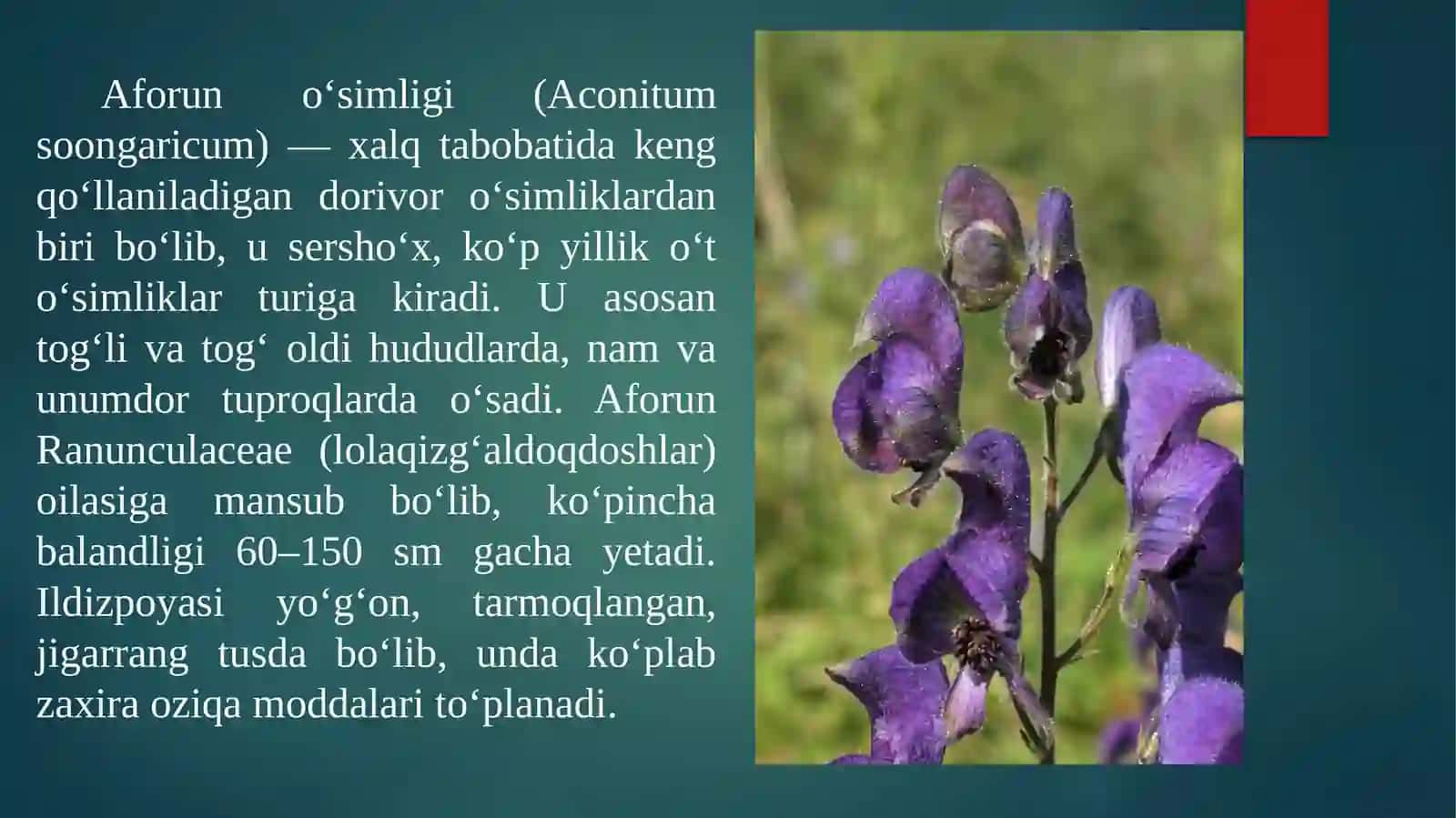Dorivor Aforun o’simlisi urug’chiligi 3