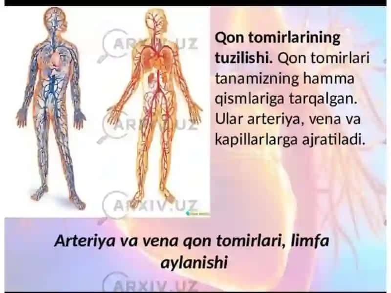 Tomirlar Sistemasiga Haqidagi Taʼlimot 3