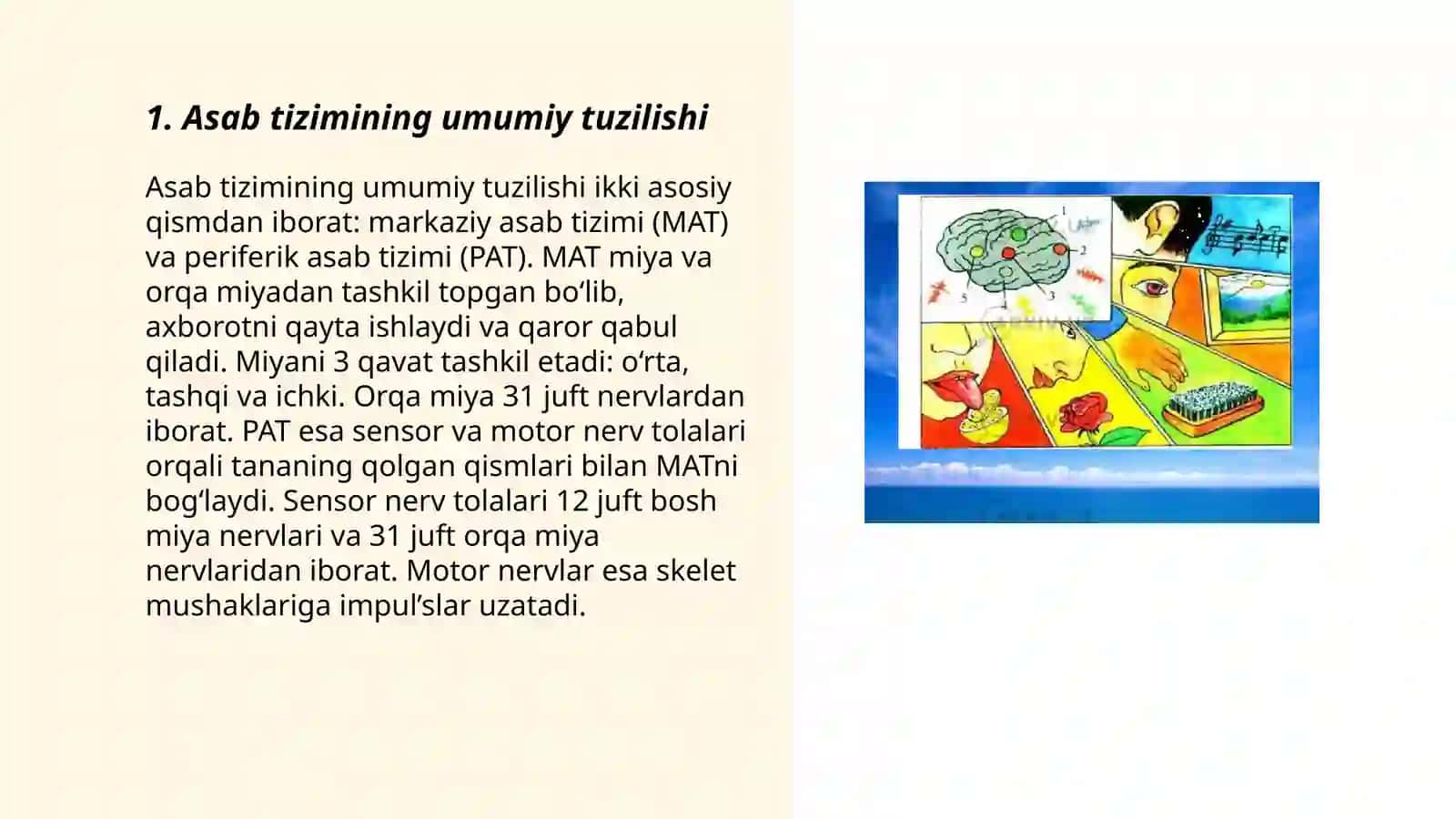Nerv tizimining umumiy fiziologiyasi 3