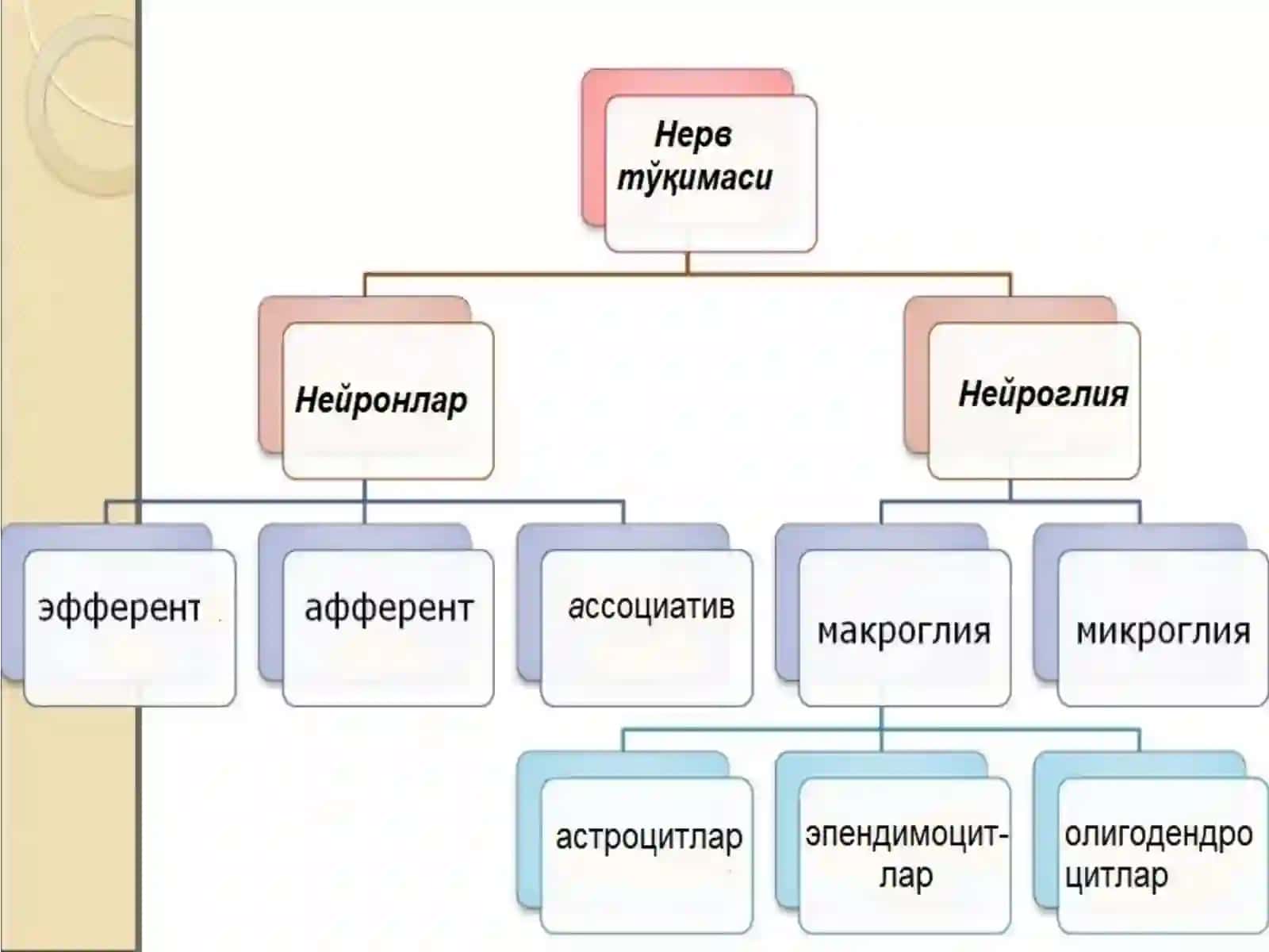 Нерв тўқимаси 3