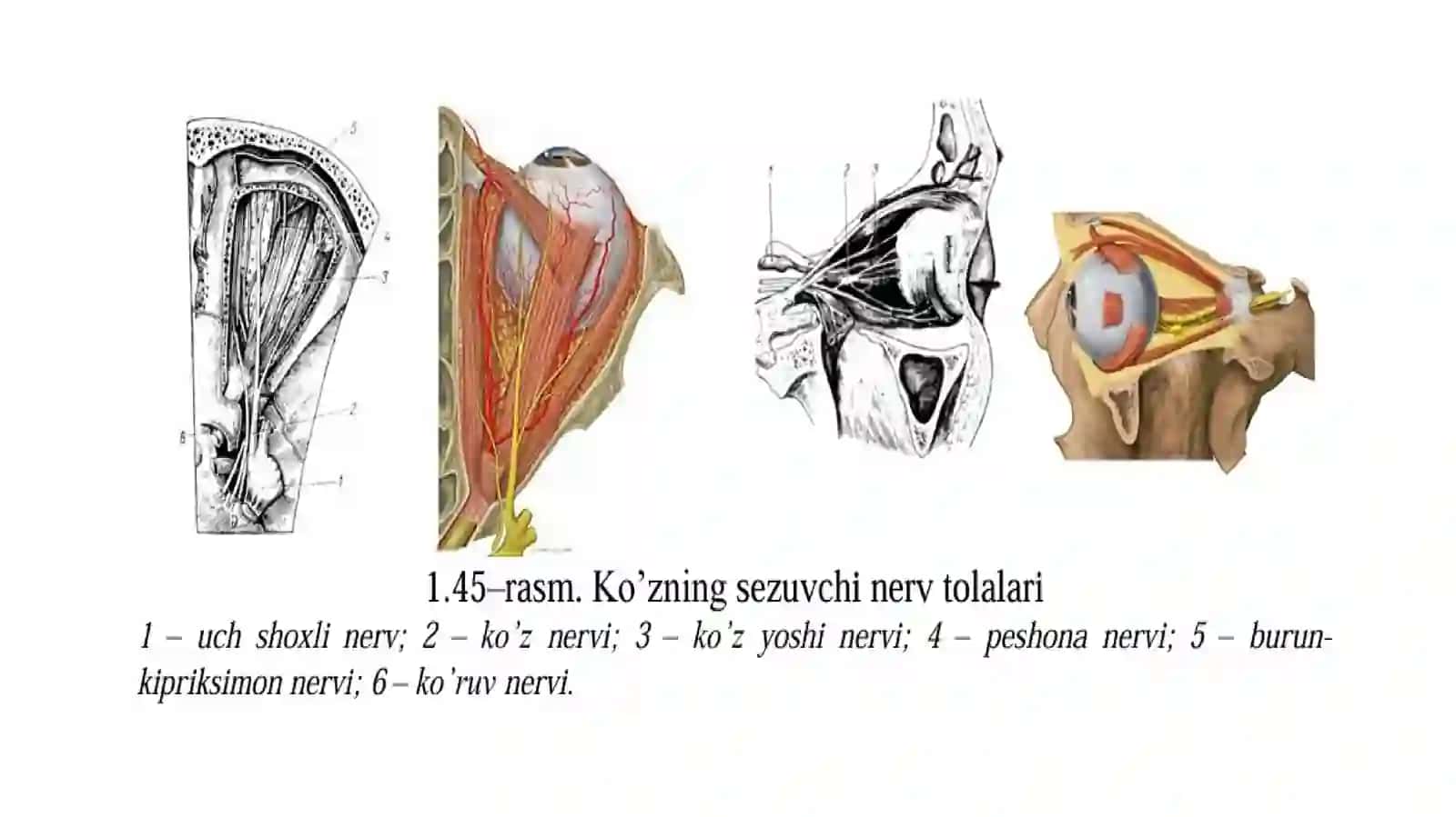 KO’Z OLMASI VA KO’Z KOSASINING INNERVATSIYASI 3