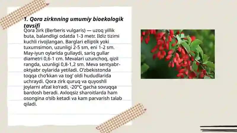 Qora zirk ( Berberis integerrima Bunge ) 3