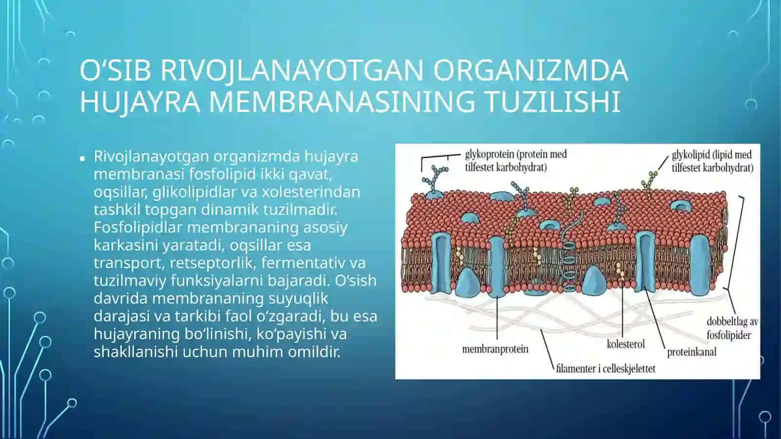 Biofizika - Oʻsib rivojlanayotgan organizmda membrana transport jarayonlari va hujayra differentsial 3