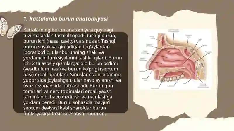 Kattalar va bollalarda burun va ogʻiz soxalarini klinik anatomiyasi 3