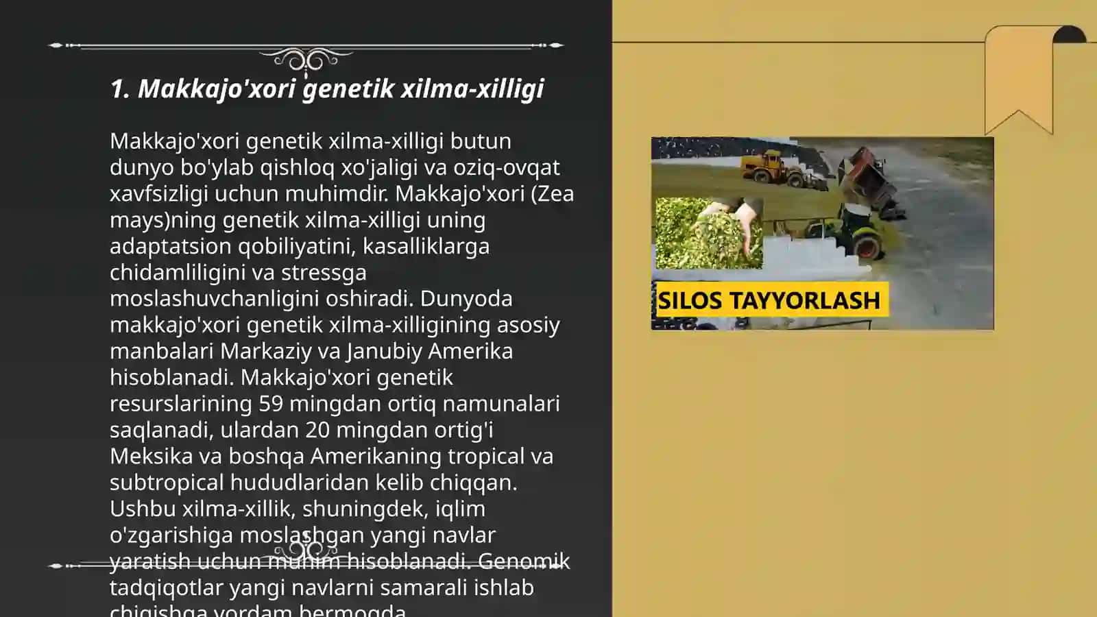 Makkajo'xorida geterozis kuchini aniqlash 3