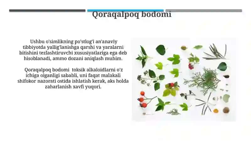 Qoraqalpoq bodomi 3