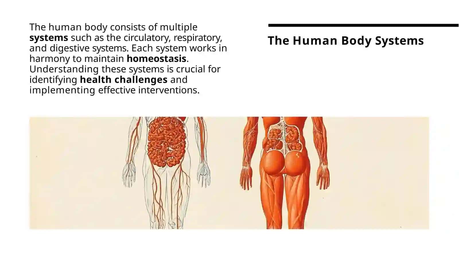 Introduction to the Human Body 3