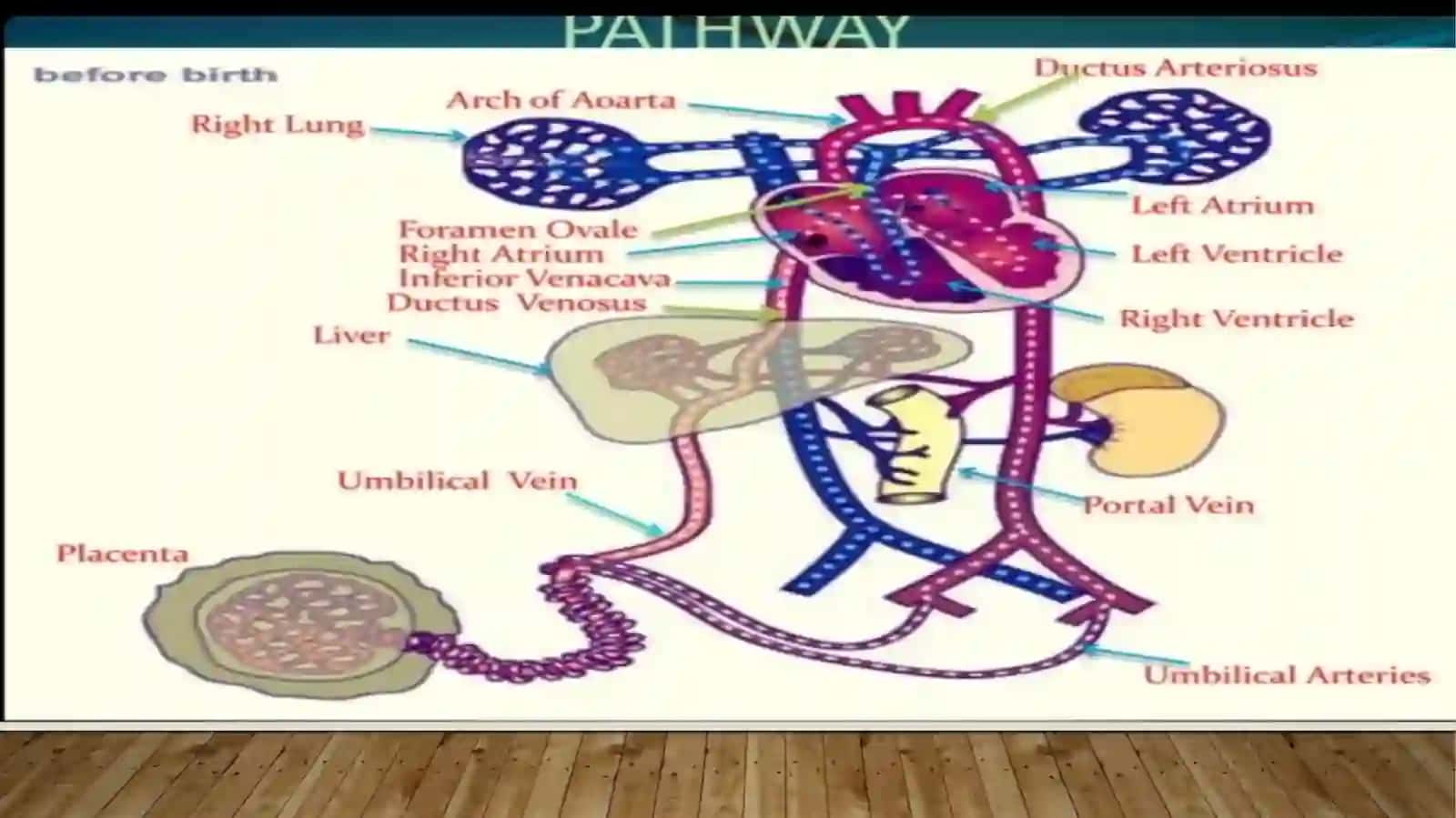 Fetalcirculation 3