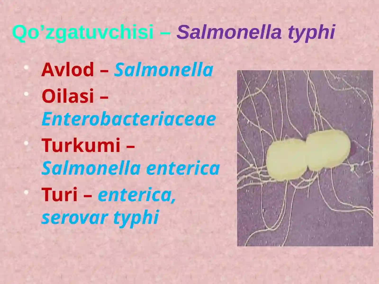 Qorintifi va Paratif Ava B qo`zg`atuvchilari 3