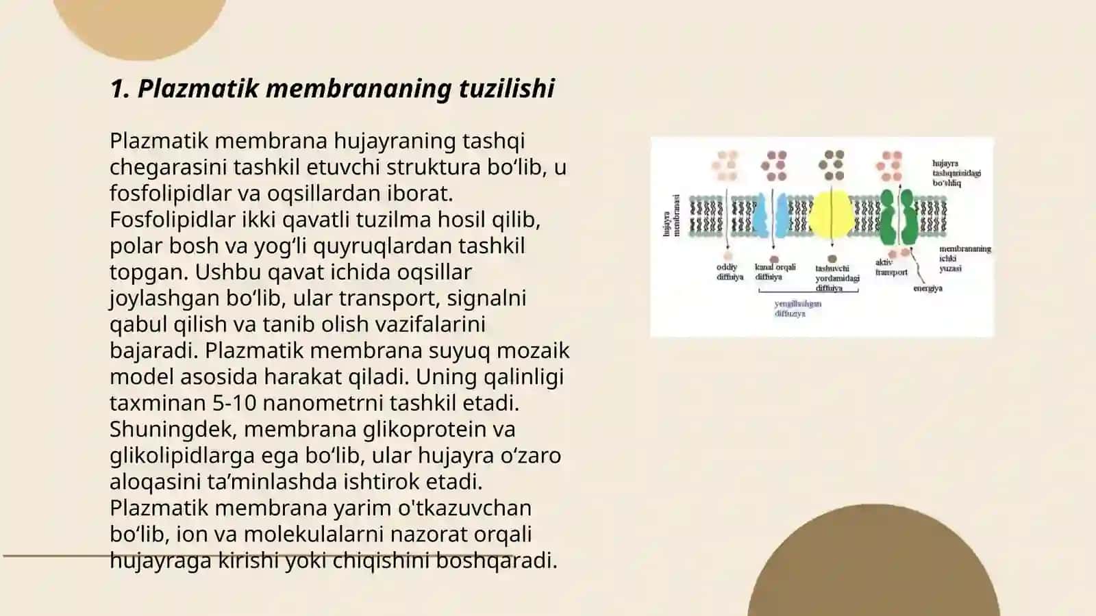 Plazmatik membrananing tuzulishi va vazifasi 3