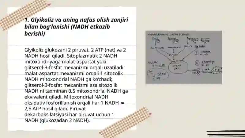 Katabolizmning umumiy yoʻllarini nafas olish zanjiri bilan bogʻliqligi 3