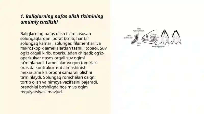 Baliqlarning nafas olish tizimi 3