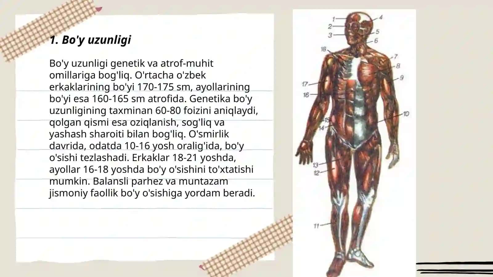Odamlar tanasining oʻlchamlari 3