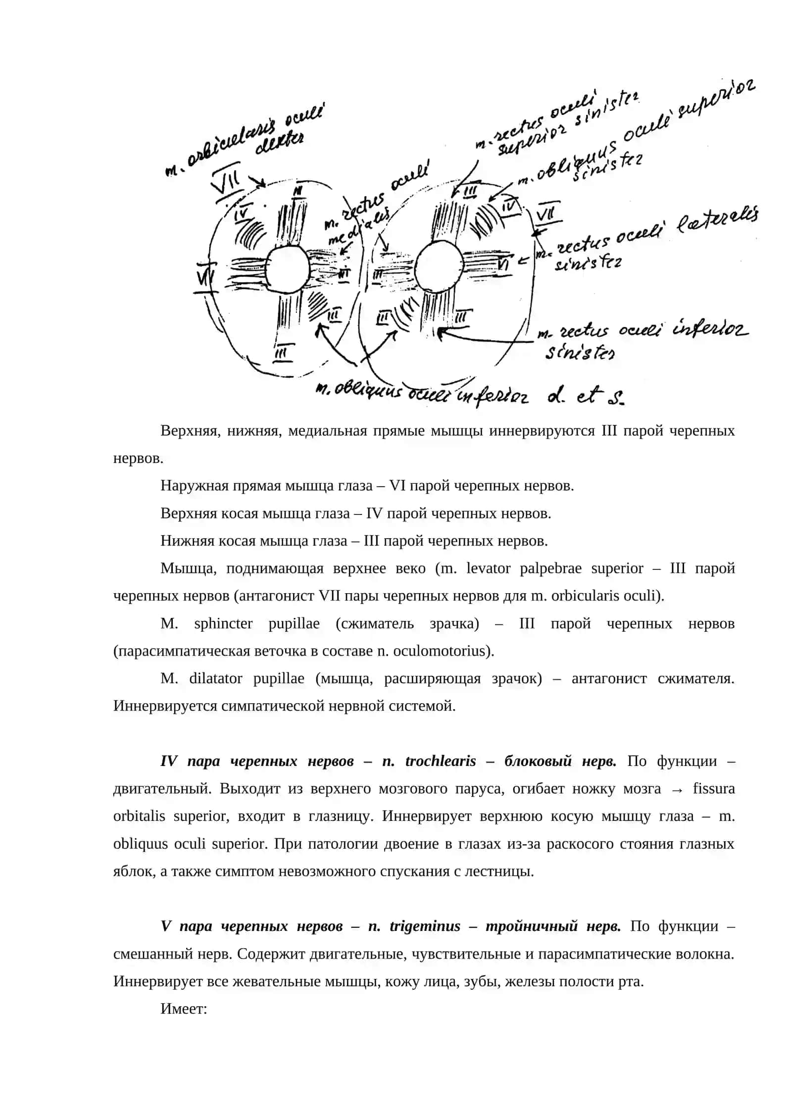 ДВЕНАДЦАТЬ ПАР ЧЕРЕПНО-МОЗГОВЫХ НЕРВОВ 3