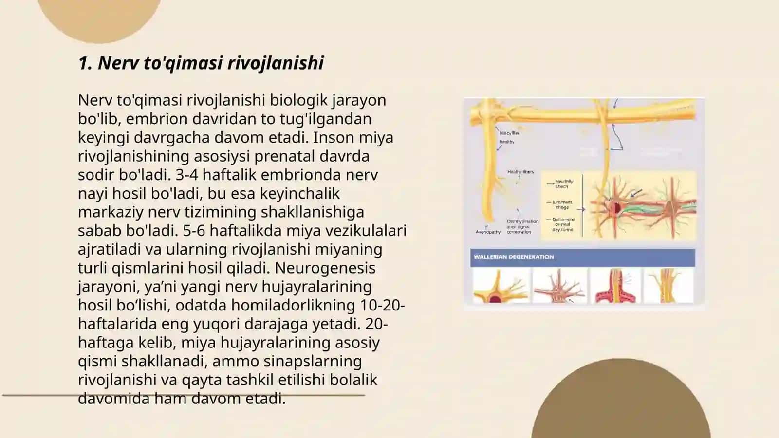 Nerv toʻqimasi rivojlanishi, tuzulishi va vazifasi 3