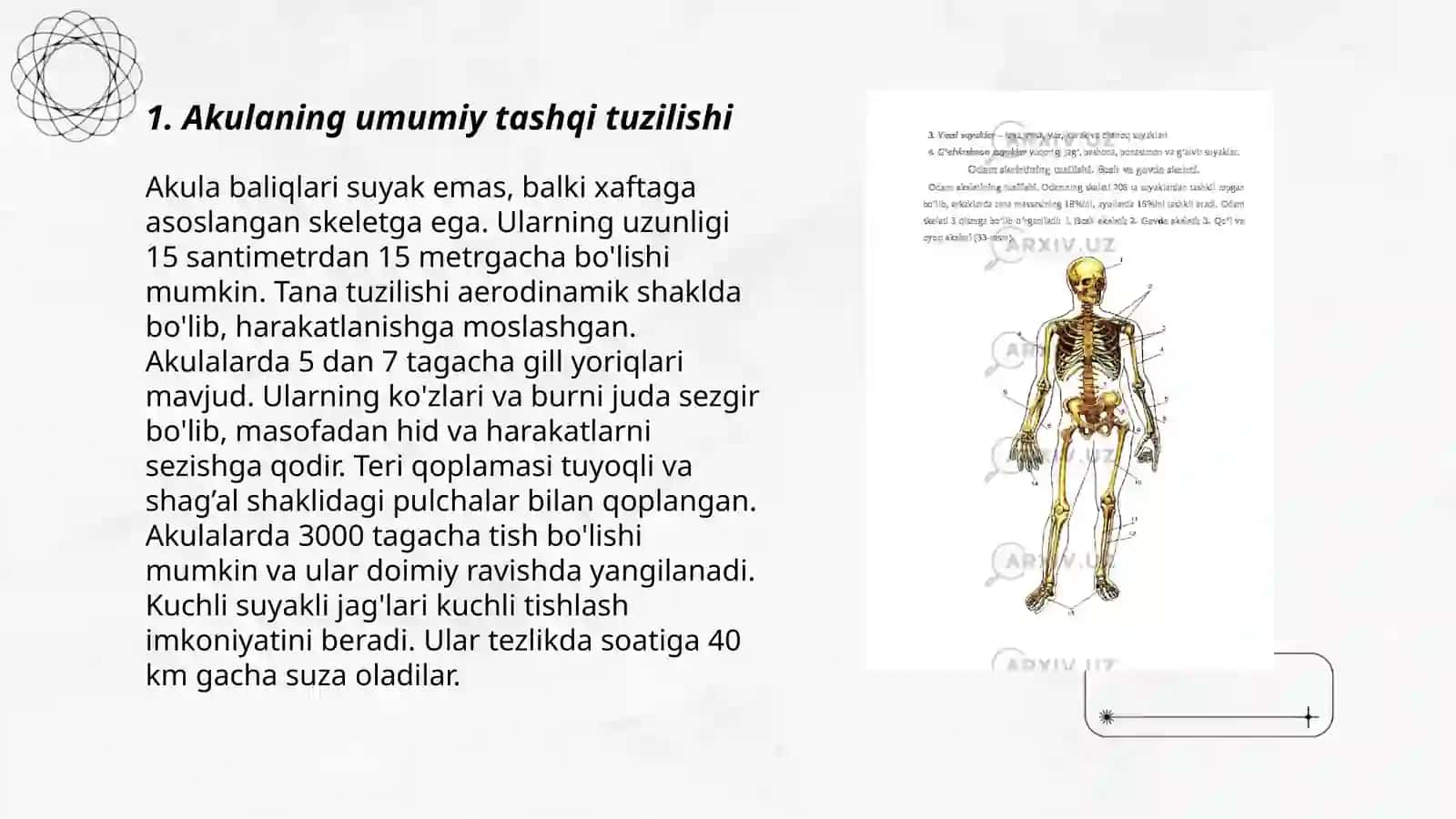 Togʻayli baliqlar. Akulaning tashqi tuzilishi va skeleti 3