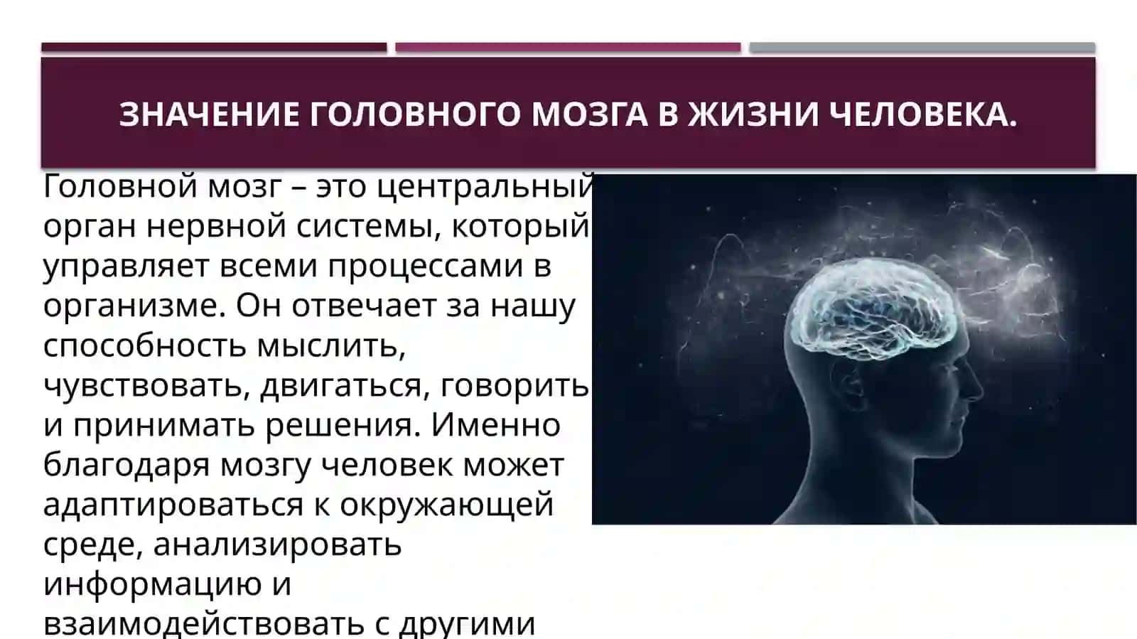Головной мозг 3