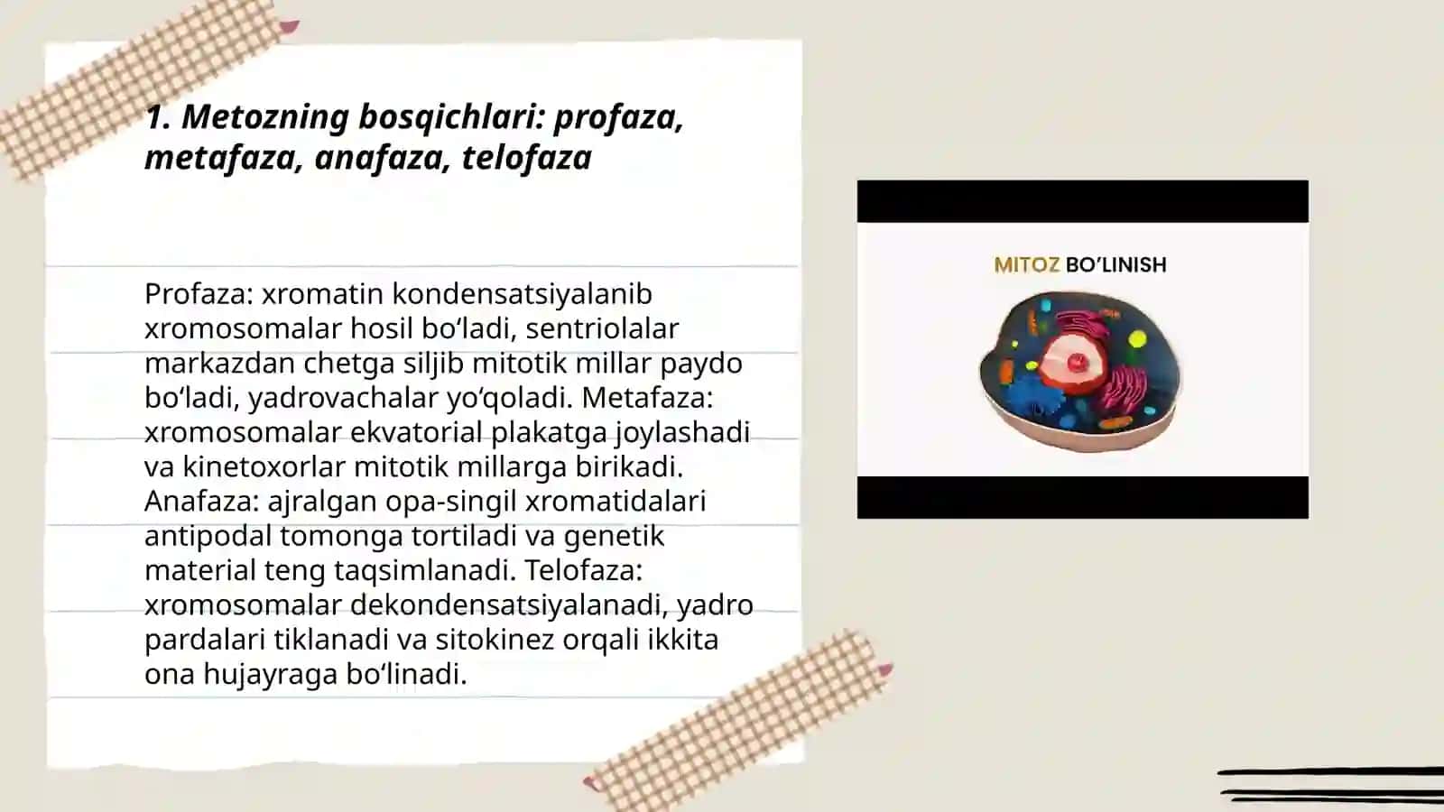 Metoz va meyoz bo’linish usullari 3