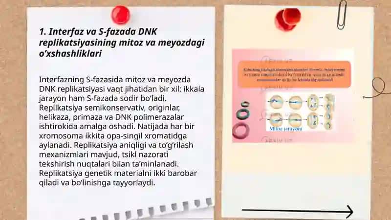 Mitoz va meyoz fazalarining o’xshashlik va farqli tomonlari 3