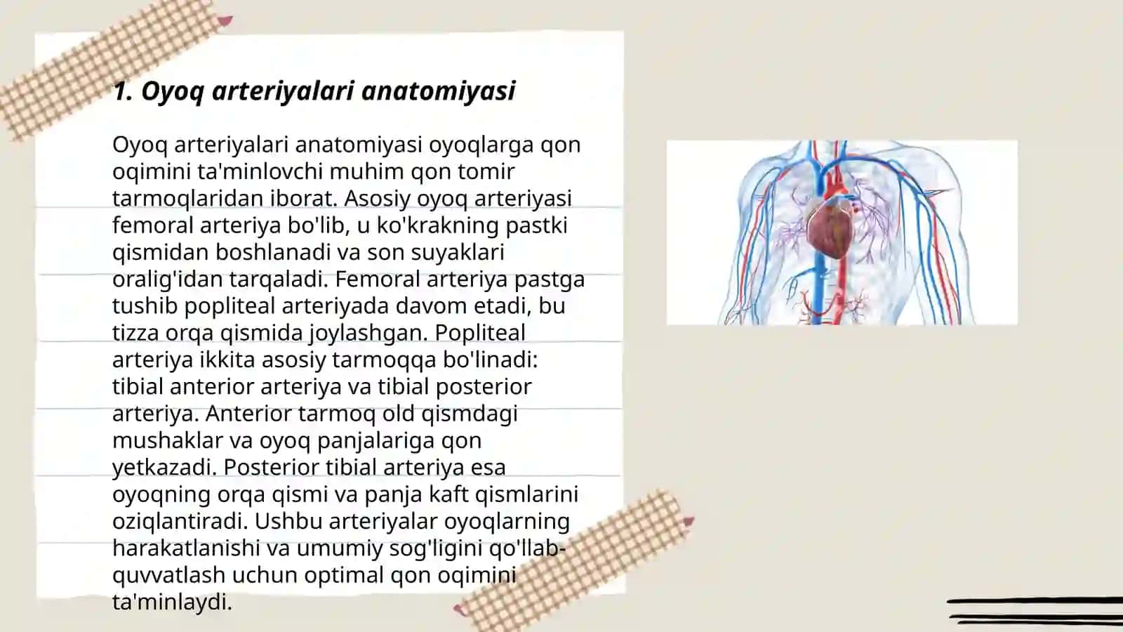 Oyoqning arteriyalari 3