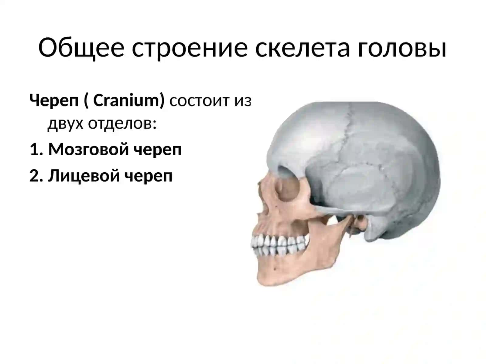 Анатомия и физиология человекаСкелет головы 3
