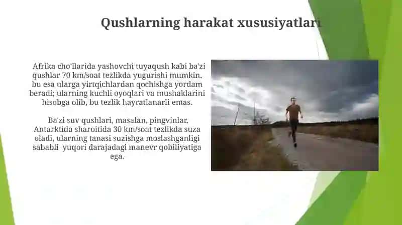 Qushlarning Harakatlanish Xususiyatlari 3