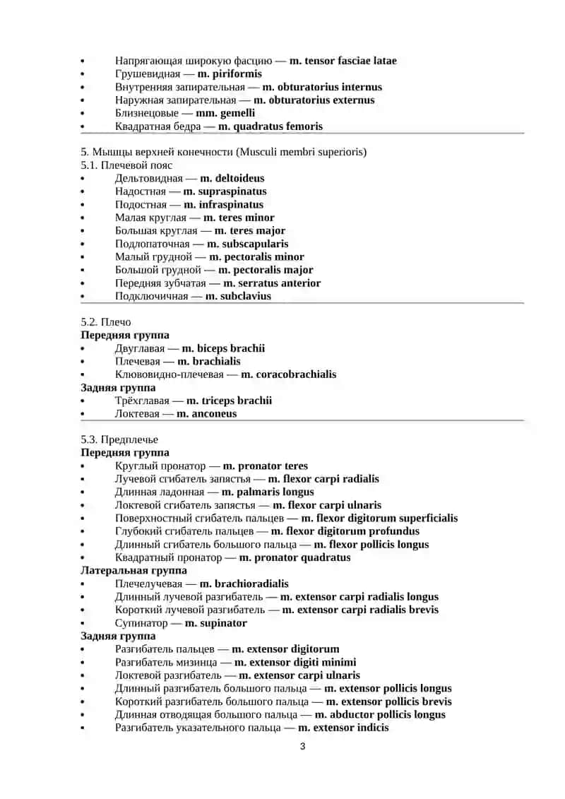 КЛАССИФИКАЦИЯ ВСЕХ МЫШЦ ЧЕЛОВЕКА С ЛАТИНСКИМИ НАЗВАНИЯМИ 3