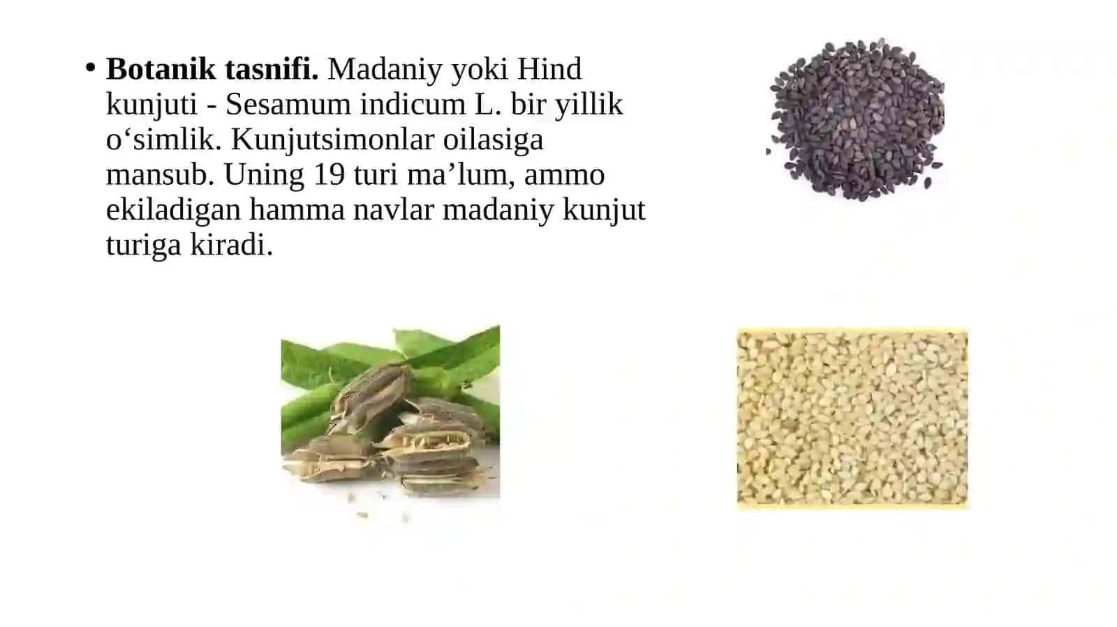 Kunjut - biologiyasi va yetishtirish texnologiya 3