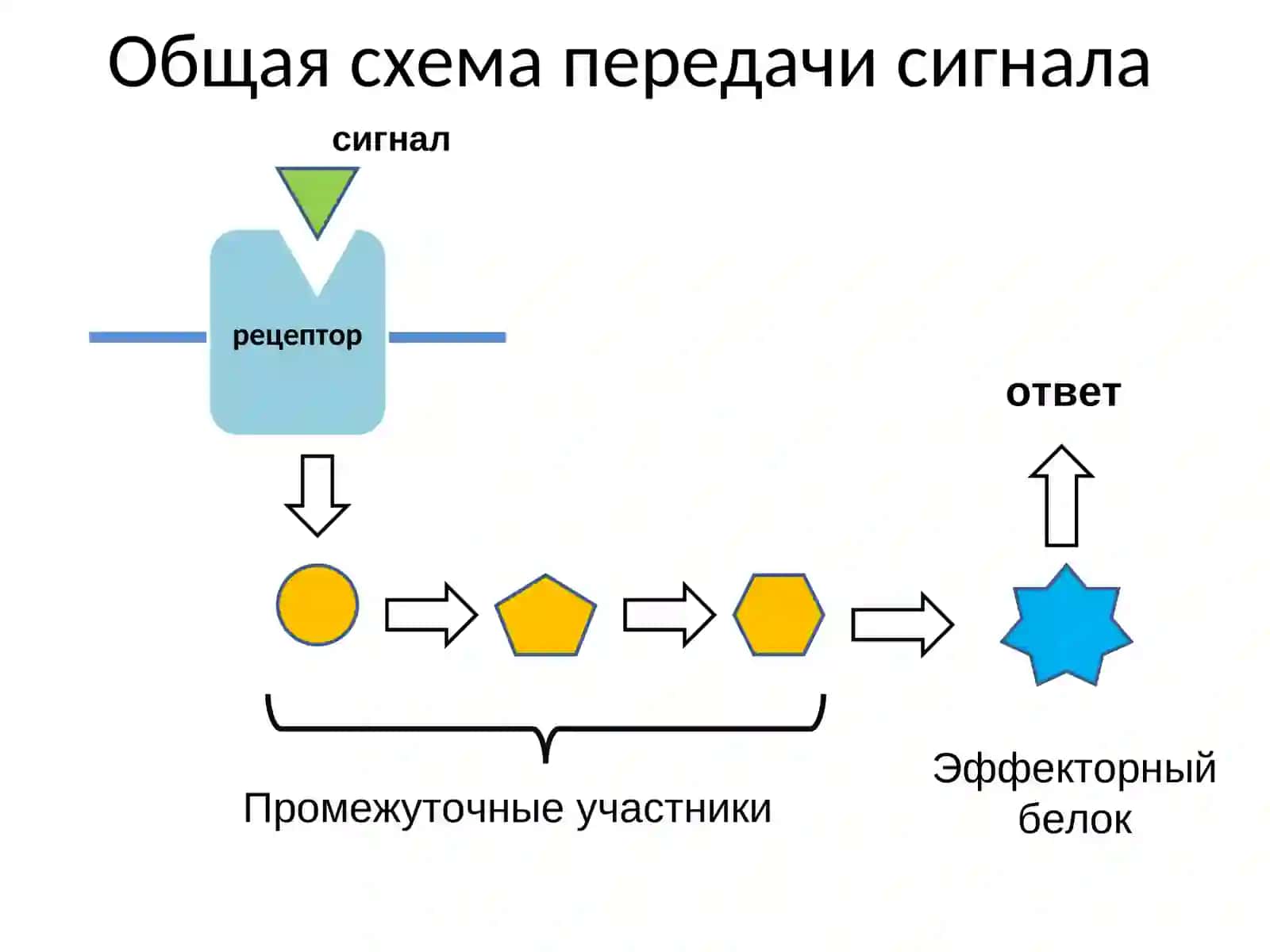 Типы гормонов и веществ, передающих сигналы между клетками 3
