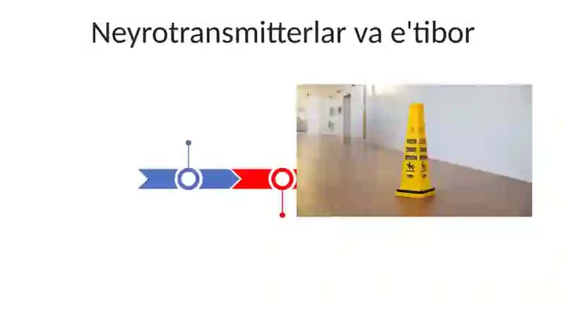Diqqatning nerv-fiziologik asoslari 3