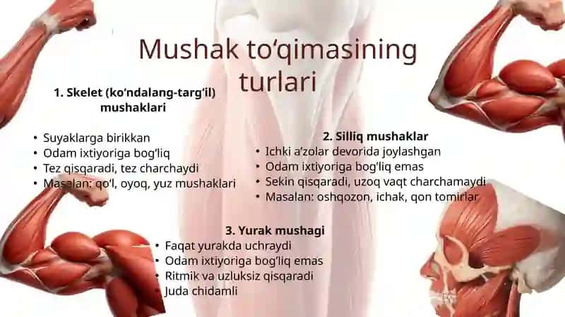 ODAM ANATOMIYASI. Muskullar sistemasi (Ko'krak, qorin va orqa mushaklari) 3