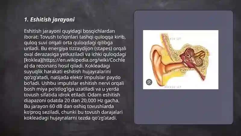 Eshitish va muvozanat azolari 3