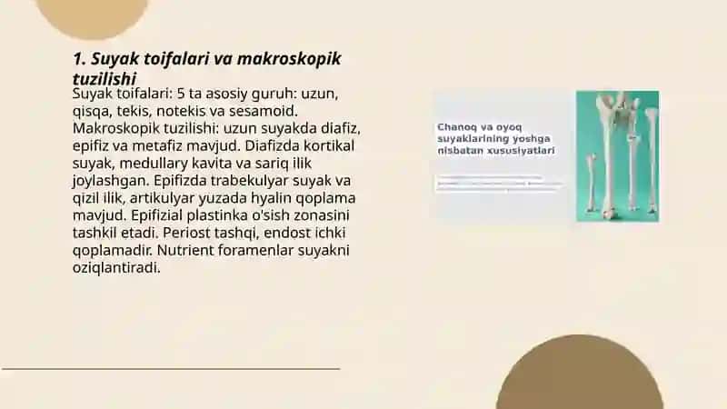 Suyaklarni umumiy tuzilishi va rivojlanishi 3